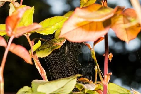 Spider web between the leaves of a rose bush with red and green colors in the Stock Photos