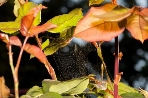 Spider web between the leaves of a rose bush with red and green colors in the Stock Photos