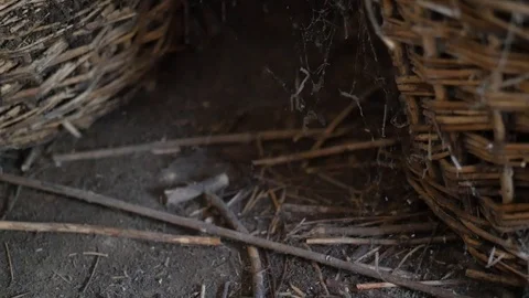 Spider web between old bottles of wine Stock Footage 88828723