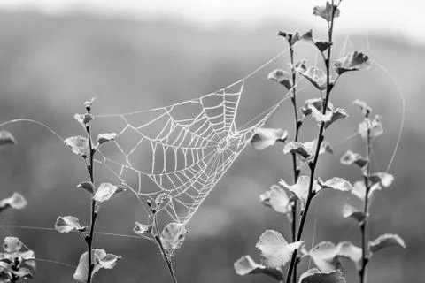 Spider web between small branches covered in small water droplets during fogg Foto stock
