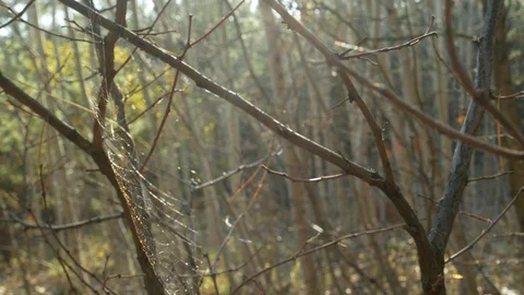 Spider web between tree branches glowing in sunlight Stock Footage 120311113