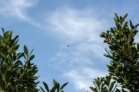 Spider on web between tree branches under blue sky with clouds in spring Stock Photos