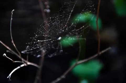 Spider Web Between Tree Branches in a Dark Forest Background Stock Photos