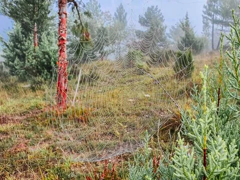 Spider web between trees and grass Stock Photos