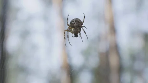 A spider is on the web between trees at a forest during the summer. Stock Footage 128915678