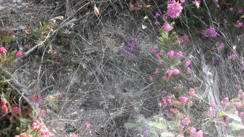 Spider web between wild flowers Stock Footage 247470211