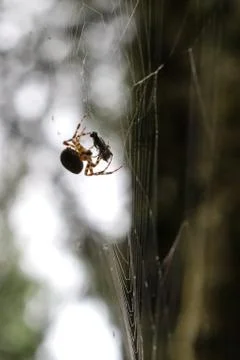 Spider in Web Binding up an Insect 스톡 사진