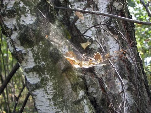 Spider web on a birch tree, closeup of photo Stock Photos