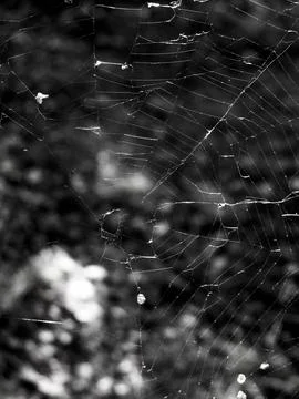 Spider web in black and white macro close up, abstract background Stock Photos