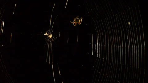 Spider in Web Black Background Stock Footage 26067457