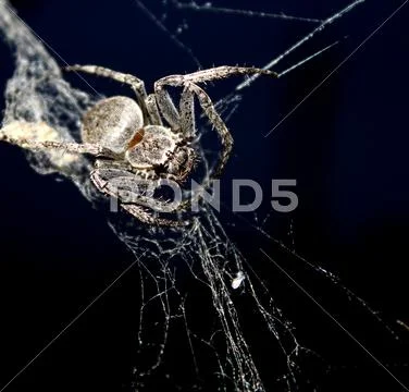 Spider on web on black background Stock Photos