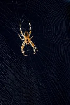 Spider on the web in black background Stock Photos