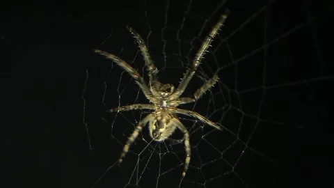 Spider on a web on a black background. the predator is waiting for its prey. Stock Footage 243338273