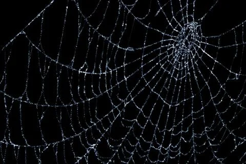 Spider web on black Stock Photos