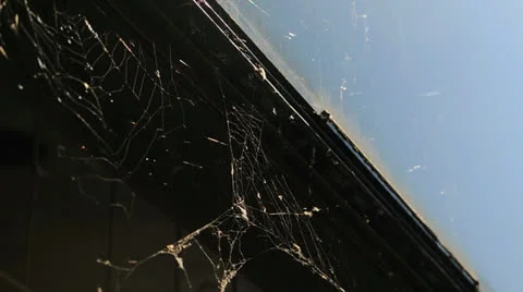 Spider web blowing in the wind Vidéo 25463168