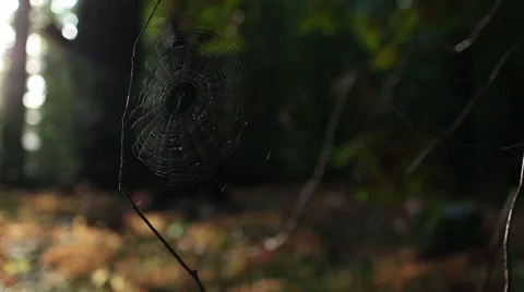 SPIDER WEB BLOWING IN THE WIND IN FOREST BACKLIT Video stock 59072033