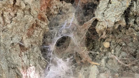 Spider web blowing in the wind inside a tree hollow 库存影片 342060523