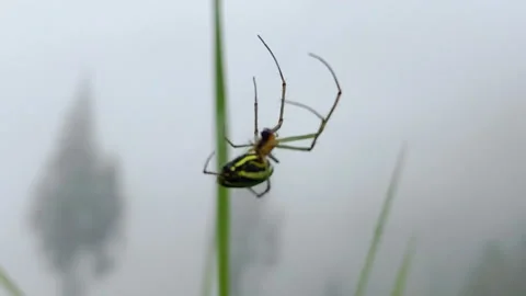 Spider on web blown by the wind at the mountain, Spider in the mist Stock Footage 153492410
