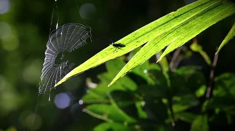 Spider Web blows softly in the breeze and sunlight in Madagascar. Seamless loop. Stock Footage 21298930