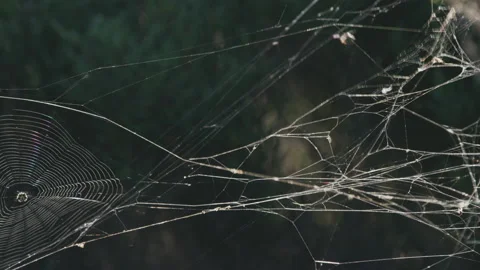 Spider web blows in the wind Stock Footage 132374682