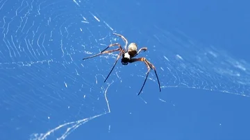 Spider On The Web With Blue Sky Background (2) Stock Footage 85777150