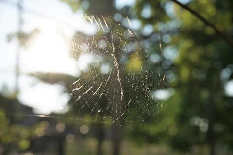Spider web with blurred background. Stock Photos