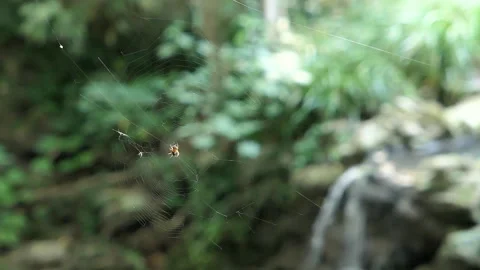 Spider web with blurred waterfall in the background Stock Footage 244740826