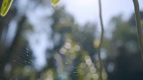 Spider web with Bokeh Forest in the Background Video stock 125420052