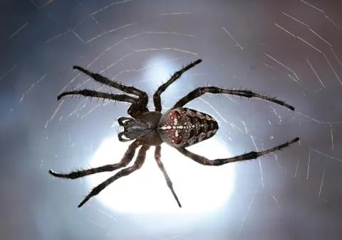 The spider, web braiding in the light bounce flash Stock Photos