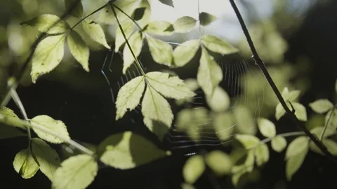 Spider web on a branch 動画素材 91959808