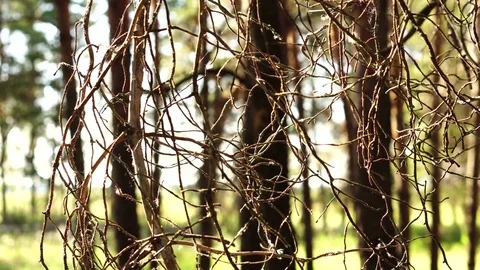 Spider web on a branch in the forest Stock Footage 77014283