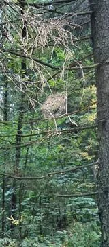 A spider web on a branch in the forest Stock Photos