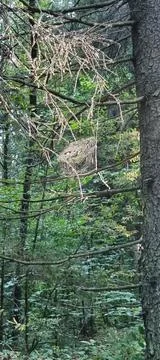 A spider web on a branch in the forest Stock Photos