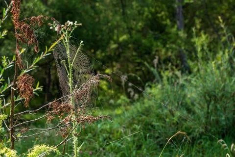 A spider web on a branch Stock Photos