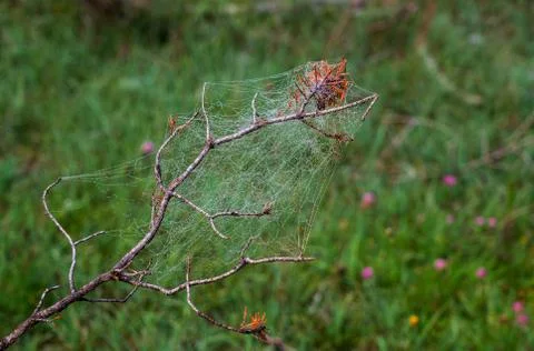 A spider web on a branch Stock Photos