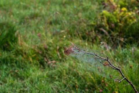 A spider web on a branch Stock Photos