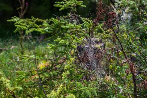 A spider web on a branch Stock Photos