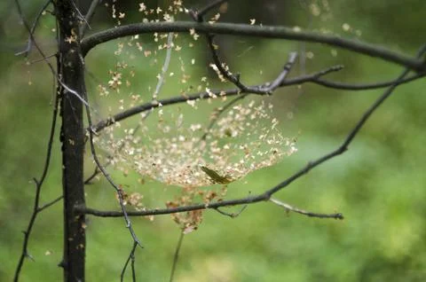 Spider web on a branch of a tree in the forest in autumn Stock Photos