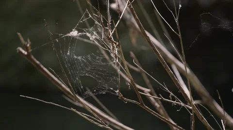 Spider web on the branches Stock Footage 58697005