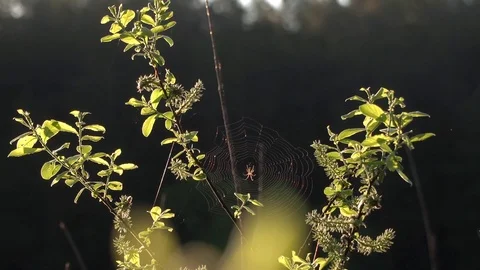 Spider web on the branches mosquitos flying around Stock Footage 90117629