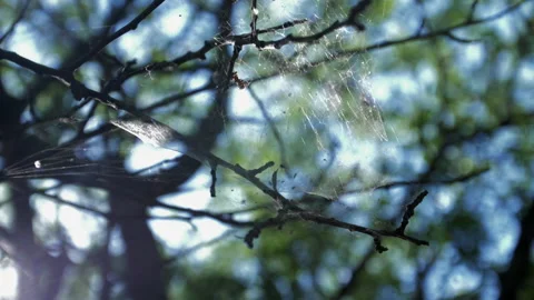 Spider Web on the branches of a tree, backlit from the sun, Slow Motion Stock Footage 284988676