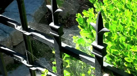 Spider Web In the breeze Stock Footage 12746823