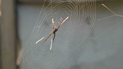 Spider Web In The Breeze - Myanmar 스톡 동영상 107218359
