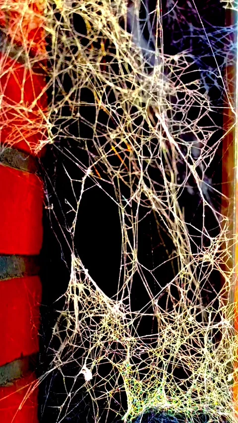 Spider Web on Brick Wall – Urban Decay Macro Texture Slow Motion Stock Footage 331283982