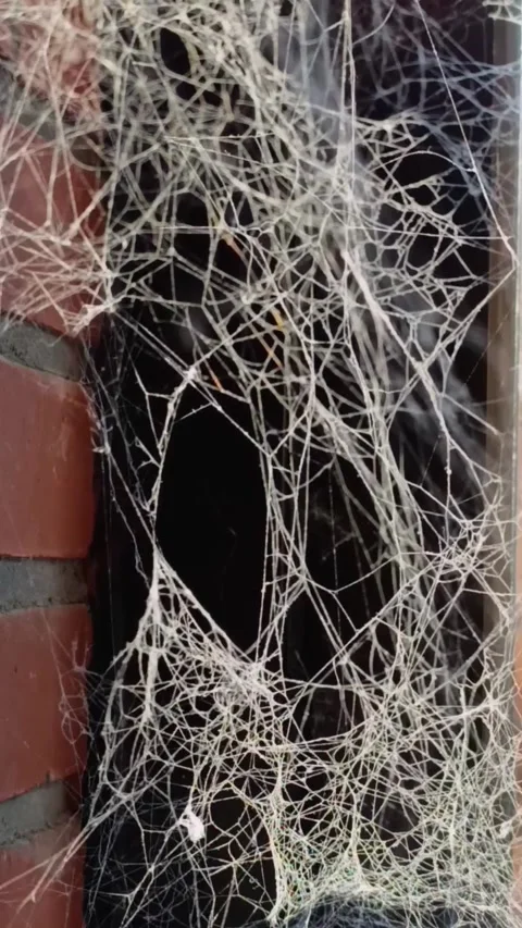 Spider Web on Brick Wall – Urban Decay Macro Texture Slow Motion Stock Footage 331283991