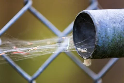 Spider web on a broken chain link fence Stock Photos