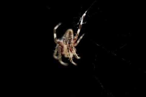 Spider on web bugs Stock Photos