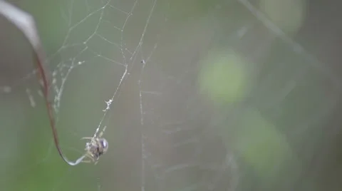 Spider web building on the bottom with burred soft green background 스톡 동영상 34631469