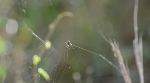 Spider web building on the center of composition Stock-Footage 34635413