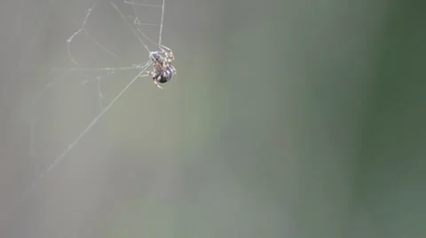Spider web building on upper side of composition soft green blurred background 스톡 동영상 34631451